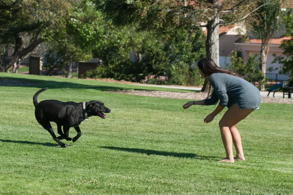 Black lab coming when called to owner