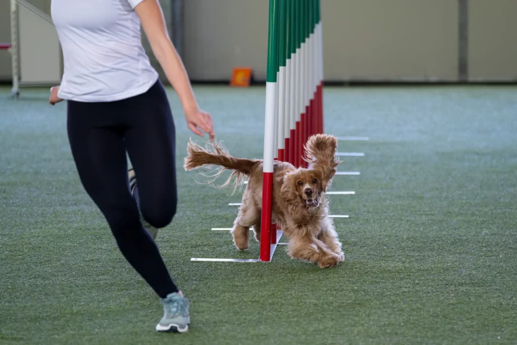English Cocker Spaniel tackles slalom hurdle in dog agility competition. Stimulated by the owner