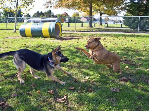 dog-park-skills-class-