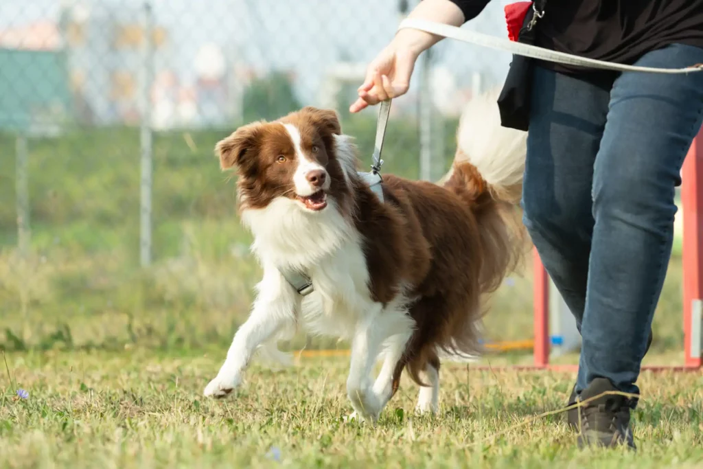 leash walking a brown collie in the city training