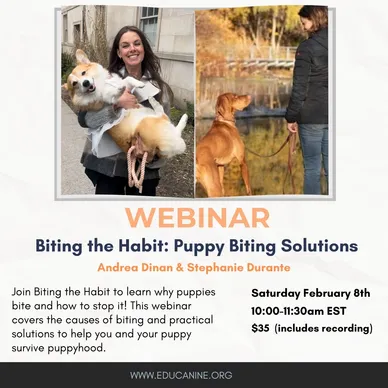 Biting the Habit Puppy Biting Solutions