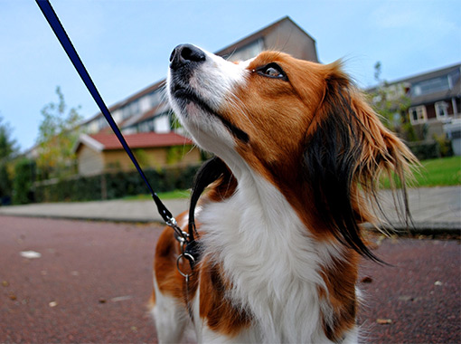 Canine-Good-Neighbour-Toronto
