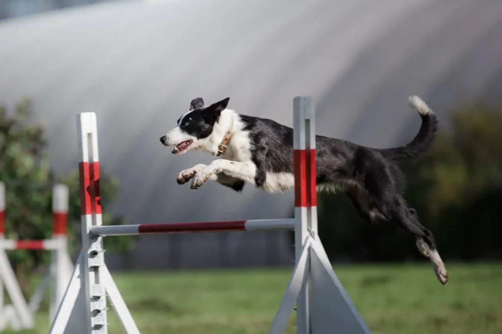 Dog jumping over hurdle at an event