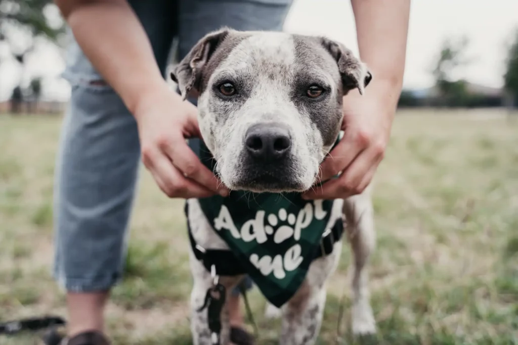 Rescue Dog with Adopt me Flag