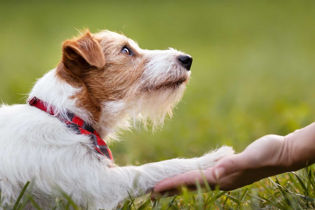 Wirehaired dog looking up at someone