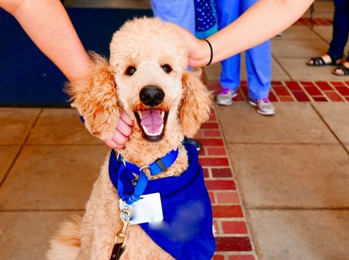 canine-good-neighbour-services-page