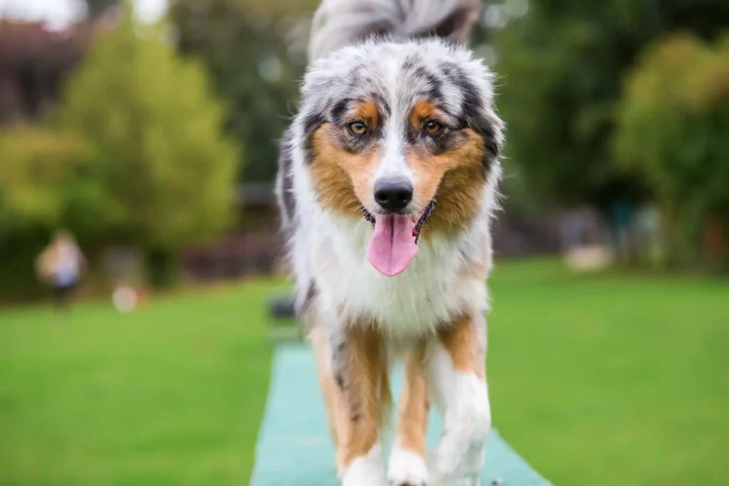 dog walks on a plank of an agility parcours