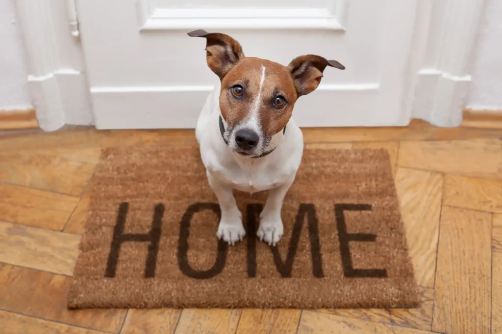jack russel terrier welcomes you to their home
