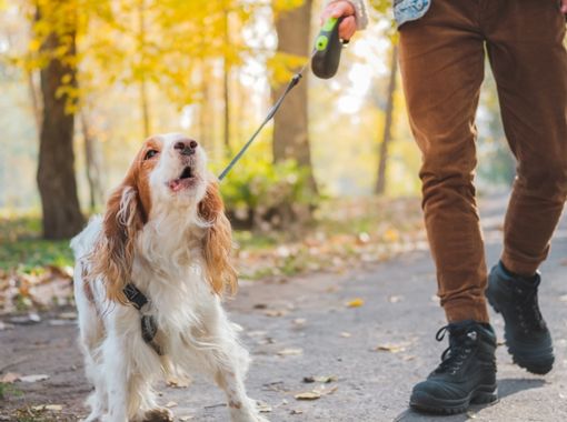 losing-it-on-the-leash-services-page