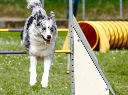 solo-agility-services-page