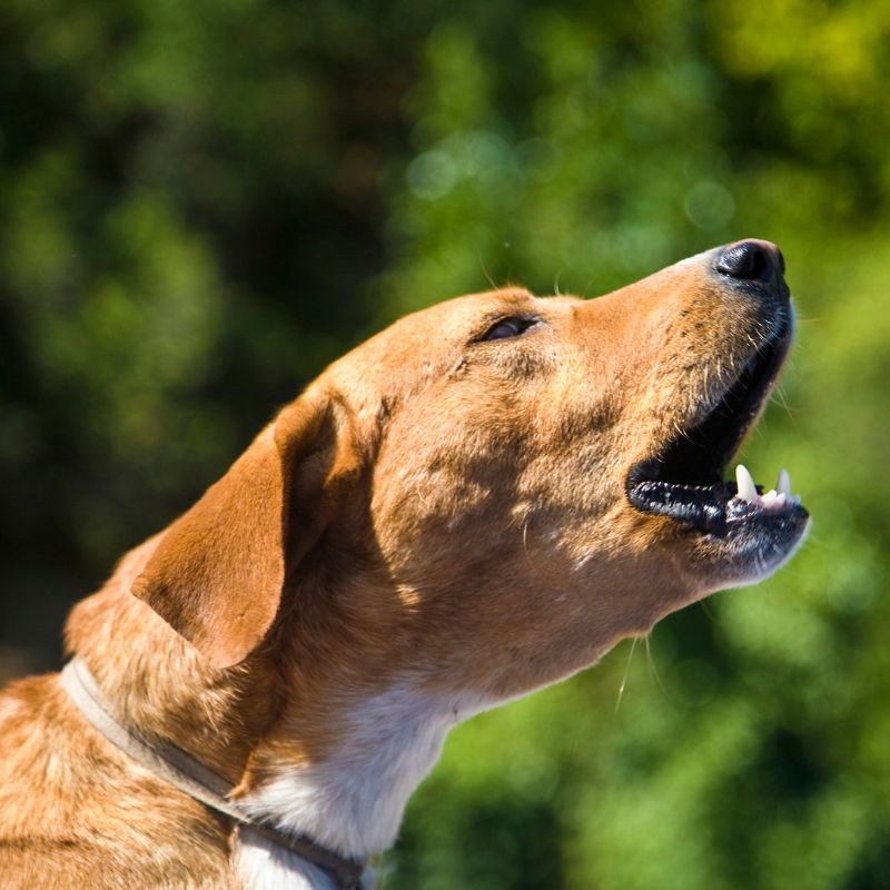 Have a Reactive Dog Join the Club!