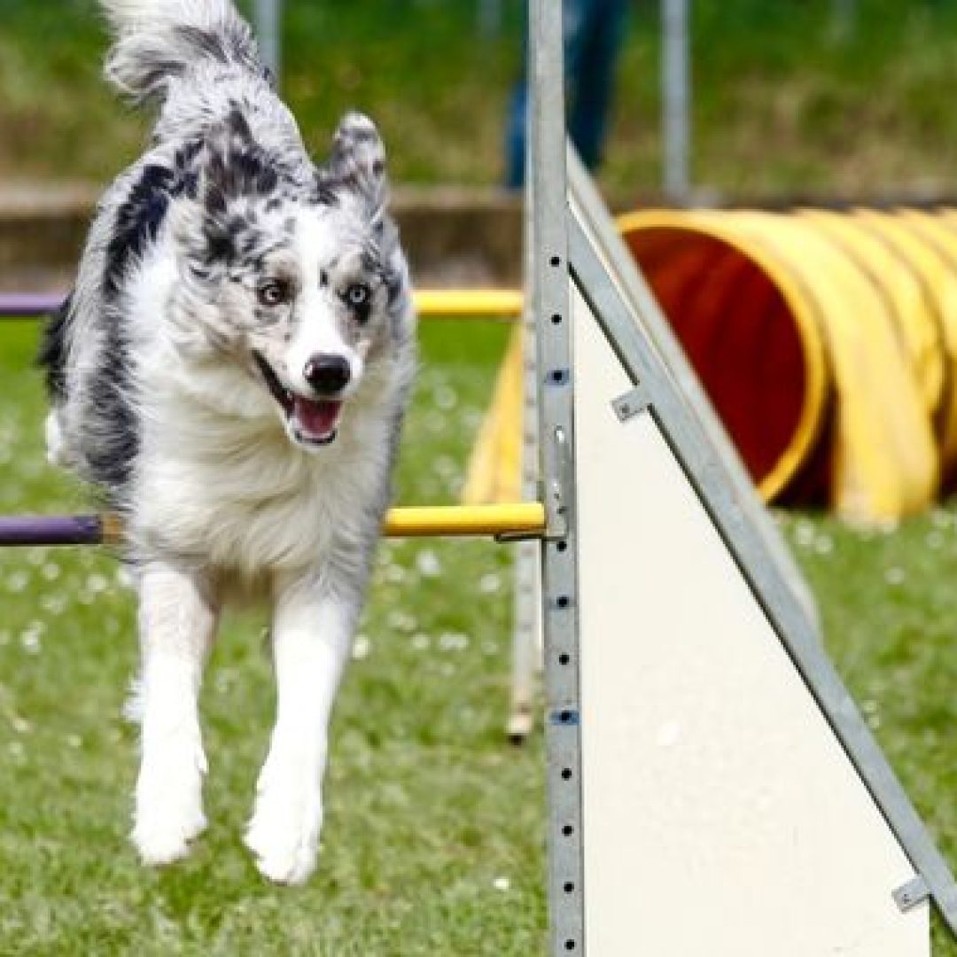 solo-agility-services-page